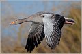 Greylag Goose, Slimbridge